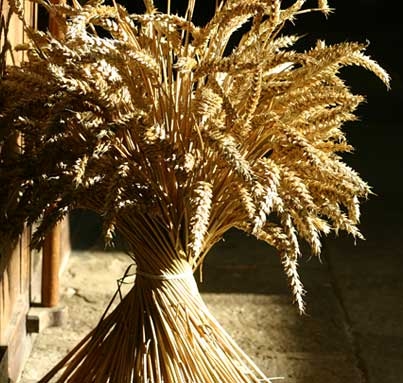 Omer (sheaf of wheat or barley)